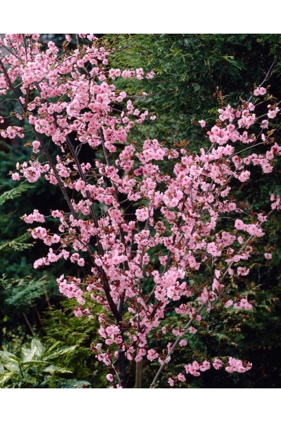 Персик інжирний ‘Пінк Рінг’